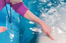 为什么小姐姐喜欢养斗鱼,小姐姐为何钟爱饲养斗鱼