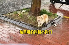 小姐姐救流浪狗视频大全,小姐姐救助流浪狗，感人视频大盘点